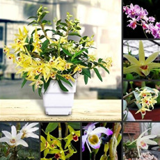 1 POD Dendrobium officinale Seeds (Flower Powder) Mixed Colors Flowers