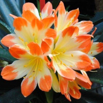 20PCS Clivia Seeds Colorful Garden Perennial Flowers