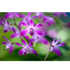 1 POD Dendrobium officinale Seeds (Flower Powder) Purple Flowers