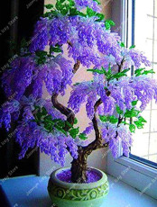 5PCS Purple Wisteria Bonsai Tree Seeds