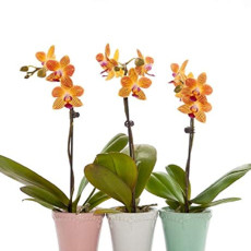 100PCS Mini Bonsai Orchid Seeds