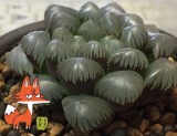 10PCS 'Ice Lantern' Bing Deng Haworthia Seeds Bonsai