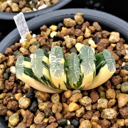 ONLY 1 PIECE Haworthia truncata Seed New Colorful Succulent Plant Seeds