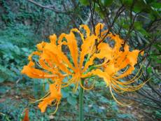 15 BULBS Lycoris Radiata Orange Yellow Manjusaka  Flowers Perennial