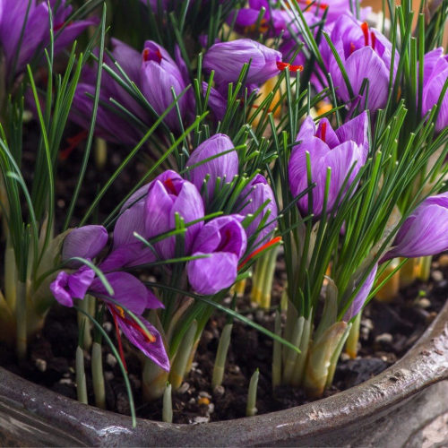 5PCS Purple Crocus sativus L. Bulbs Heirloom Saffron Crocus Plant