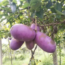 20PCS Holboellia latifolia Wall. Fruit Seeds Chines Heirloom Wild Banana Fruits