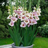 10PCS Sword Lily Gladiolus Bulbs