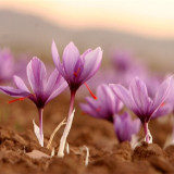 5PCS Purple Crocus sativus L. Bulbs Heirloom Saffron Crocus Plant