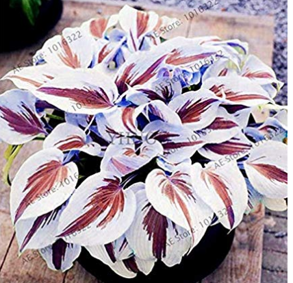 200pcs/pack Hosta Bonsai Perennials Plantain Beautiful Lily Flower White Lace Home Garden Ground Cover Plant