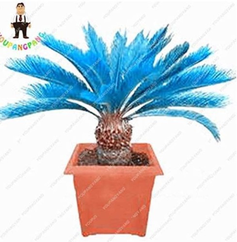 Sago Palm Tree Bonsai, Mini Blue Cycas Bonsai, Bonsai Flowers, Budding Rate 98% Rare Room Potted Plant for Home Garden 50pcs