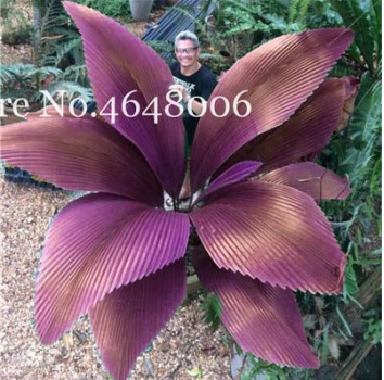 100 Pcs/Bag Purple Travelers Palm Flores Bonsai, Ravenala Madagascariensis Chinese Fan Palm Plant,Tall Evergreen Tree DIY Garden