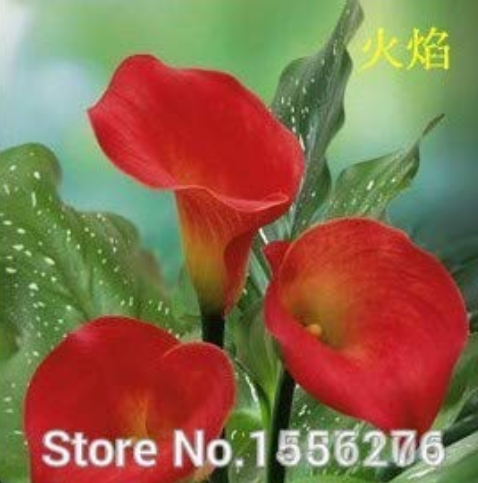 100pcs Calla Lily - Zantedeschia aethiopica Flower semillas sementes (Not Bulbs) 