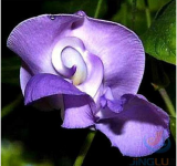 Vigna Caracalla, Lavender Snail Vine, 20 Rare Seeds, profuse Bloomer, Loves Heat, Cover That Fence! SH449Q