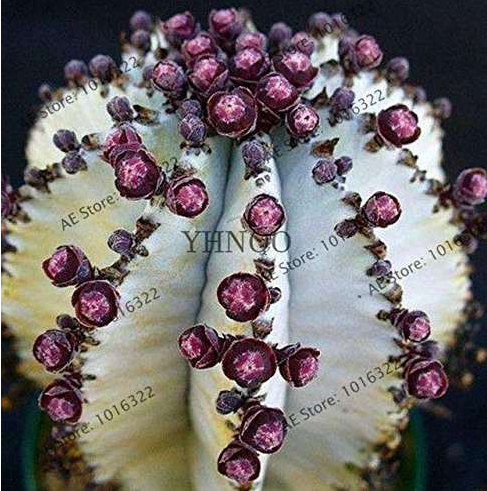 Euphorbia obesa Basketball Sea Urchin Bonsai,100 Pieces, Living Baseball Golf Ball Succulent Plant. - (Color: 6)