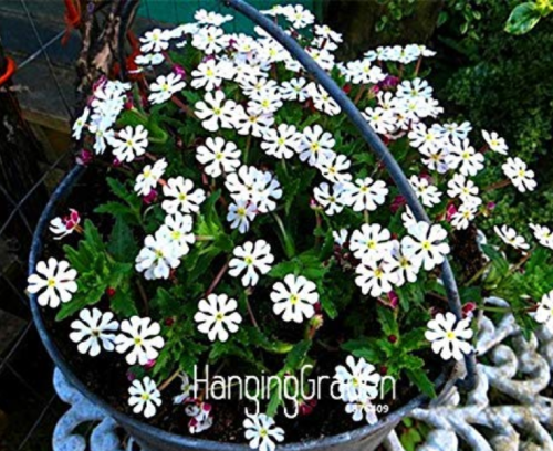 100 Pcs A Pack New Night Blooming Phlox,Bonsai Plants Home Gardening Flower Pots Balcony Flower Flore