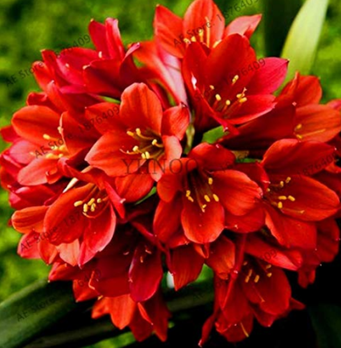 100pcs/bag Clivia Plant, Perennial Bonsai Balcony Flower, Gorgeous Clivia Flower Flores for Home and Garden Decoration