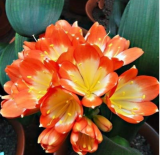  1PCS Medium Flower Real Bowl clivia pots Bonsai Garden Blooming Plants Happy Farm HMJ-16 - (Color: 10)