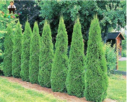 Hot Selling 50pcs Cypress Trees Bonsai Perennial Courtyard Conifer Bonsais Plantas Natural Growth for DIY Home&Garden Planting