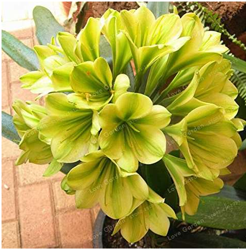Hot Sale Clivia Miniata Plant Gorgeous Bonsai Rare Bush Lily Flower Bonsai DIY Home Garden with High Ornamental Value 100 Pcs