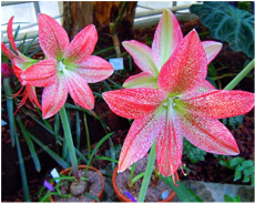 5 True Amaryllis Bulbs, Papilio Hippeastrum Bulbs, 24 Colors, Bonsai Barbados Lily, Potted Flower Bulbs, Garden Rhizome Plant - (Color: Dark Khaki)
