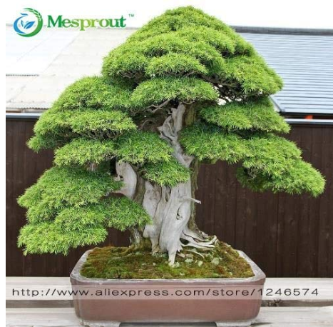 Bonsai30PcsJapaneseRedCedar-CryptomeriaJaponica-BonsaiTreeEvergreenBonsaiHomeGardening,Bonsai