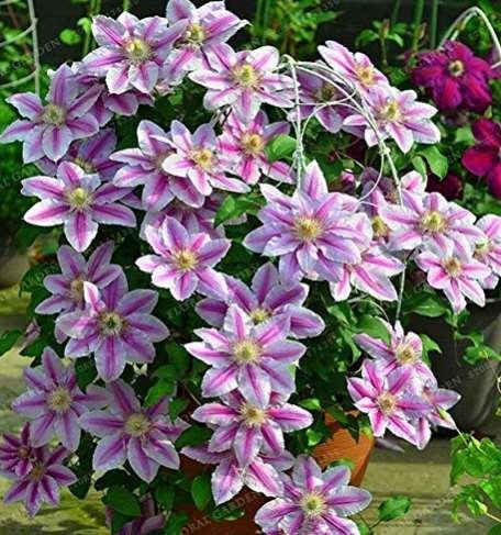 Hot Selling100pcs Rare Mix Beautiful Clematis Bonsai Flower DIY Perennial Flowers Climbing Clematis Plants for Home Garden