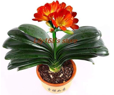  Clivia Bonsai, Indoor Seed Home Garden vase Four Seasons Flowers Seed 50pcs - (Color: A1)