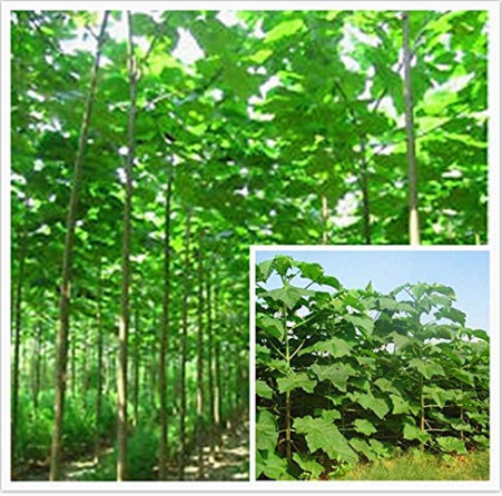 Paulownia elongata New Forest Tree Bonsai, 200Pcs/pack Fast Growing Tree