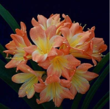  1PCS Medium Flower Real Bowl clivia pots Bonsai Garden Blooming Plants Happy Farm HMJ-16 - (Color: 12)