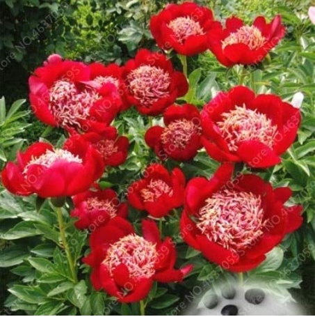 20pcs Rare Double Peony Seed Multicolor Perennial Peony Flowers Chinese Paeonia Suffruticosa Plants DIY Home Garden Decoration - (Color: 3)