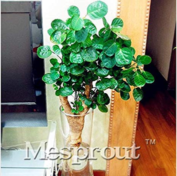 100% Real Japanese Rare Rotundifolia Sen Nanyang Tree Bonsai 50 /Pack, Polyscias Balfouriana Bailey, Bonsai