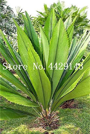 Hot Sale 10 Pcs/Bag Palm Bonsai DIY Plant for Home Garden Decoration Bonsai Plants Tree Bonsai Happy New Year - (Color: 1)