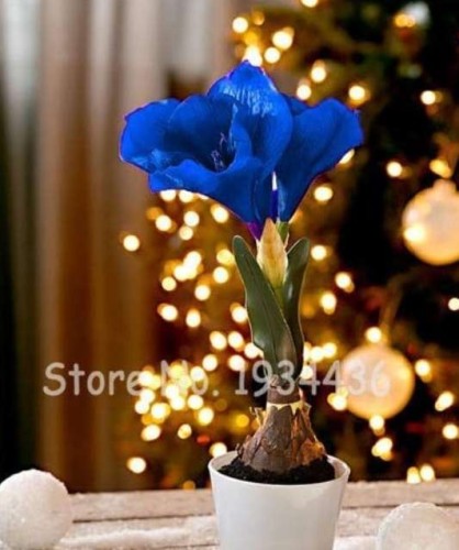 50 Pcs Multi Color Amaryllis Flower Bonsai Hippeastrum Barbados Lily (Not Bulbs) Flower Pots for Home Grove Ornaments Stem Plant 