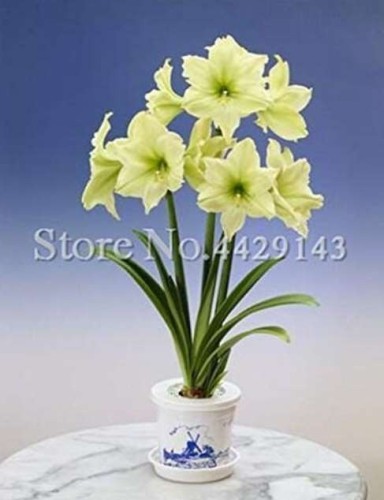 100pcs Amaryllis Bonsai Hippeastrum Flower (not Hippeastrum Bulbs) Perennial Indoor Blooming Potted Plants for Home Garden Plant