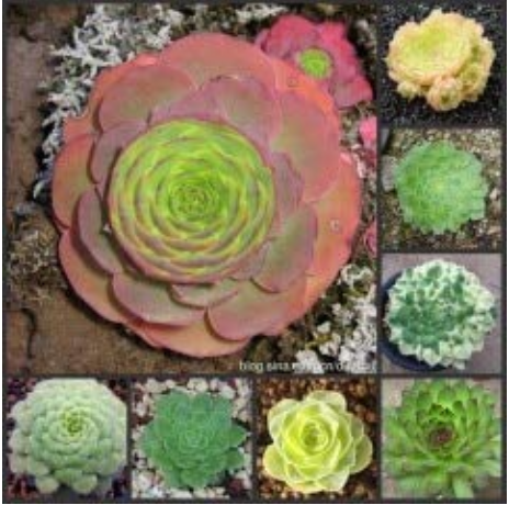 100PCS Fresh Rare Aeonium tabuliforme Succulent Plant sementes - (Color: Mix)