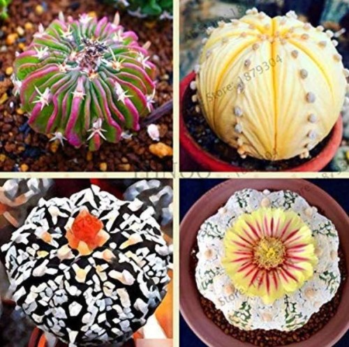 200 Pcs/Pack Egg Succulents Bonsai Echinopsis Tubiflora Cactus Flores Rare Flower Lithops Pots Planters Home Garden Plants - (Color: Mix)