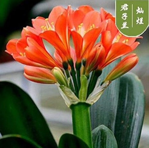100 Pcs Clivia Miniata Plant Gorgeous Bonsai Rare Bush Lily Flower Bonsai DIY Home Garden with High Ornamental Value - (Color: 11)