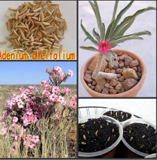 100% Fresh Real Adenium boehmianum - Adenium Obesum semillas - Bonsai Desert Rose Flower Plant Sementes - (Color: 20pcs)