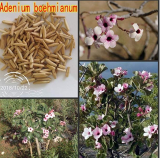 100% Fresh Real Adenium boehmianum - Adenium Obesum semillas - Bonsai Desert Rose Flower Plant Sementes - (Color: 20pcs)