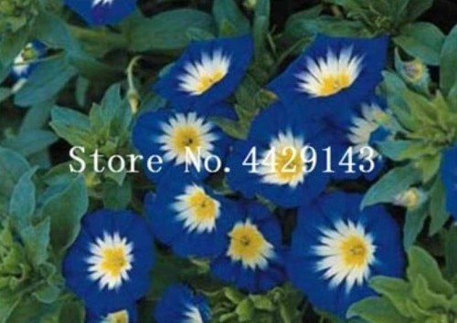  100 Pcs/Bag Rare StarBlue Bonsai Garden and Patio Potted Plant Morning Glory Flowers Bonsai 