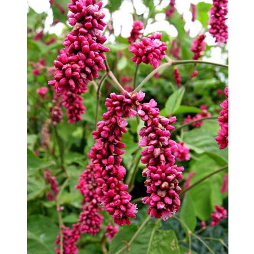 Us 1 34 Polygonum Orientale Seeds Kiss Me Over The Garden Gate