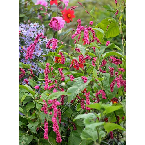 Us 1 34 Polygonum Orientale Seeds Kiss Me Over The Garden Gate