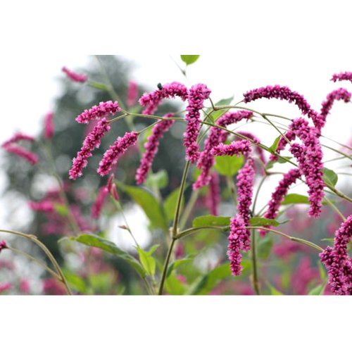 Us 1 34 Polygonum Orientale Seeds Kiss Me Over The Garden Gate