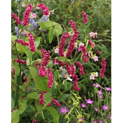 Us 1 34 Polygonum Orientale Seeds Kiss Me Over The Garden Gate