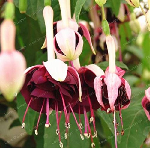 Us 1 99 Purple Double Petals Fuchsia Bonsai Potted Flower Us 1 99 Purple Double Petals Fuchsia Bonsai Potted Flower