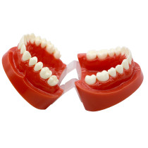 Dental 1:1 Adult Standard Typodont Demonstration Model plastic study teeth model