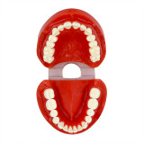 Dental 1:1 Adult Standard Typodont Demonstration Model plastic study teeth model