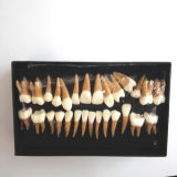 Dental 28pcs 1:1 demonstration permanent teeth teach study model #7008 Hot!