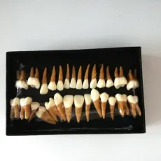 Dental 28pcs 1:1 demonstration permanent teeth teach study model #7008 Hot!