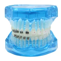 Dental orthodontic teach study teeth model mental and ceramic bracket contrust